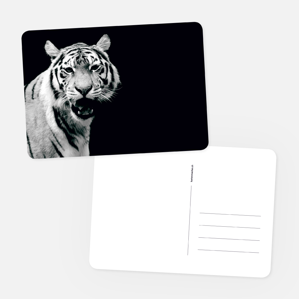 Postkarten Tiger White