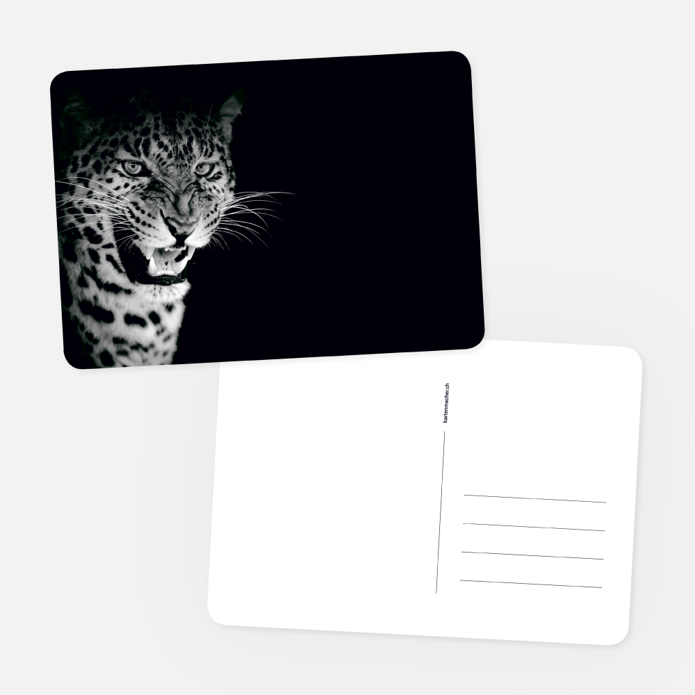 Postkarten Leopard