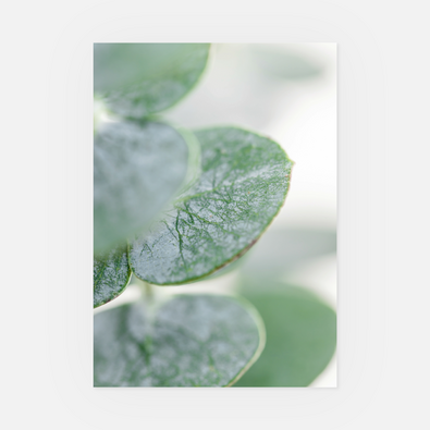 Wandbild Eukalyptus Blätter 