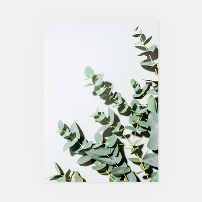 Wandbild Eukalyptus-Zweig 