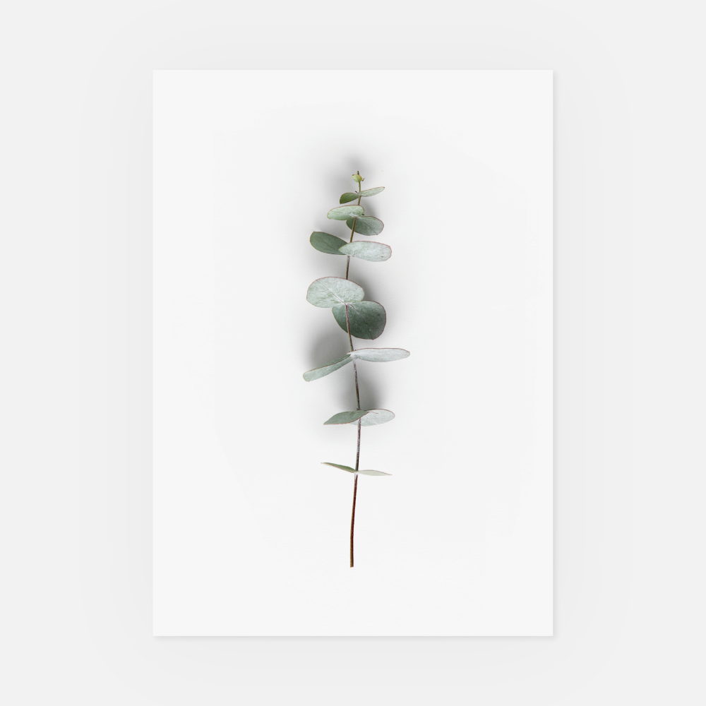 Wandbild Eukalyptus