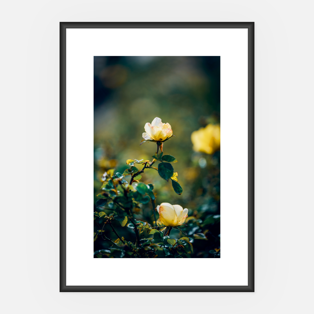 Wandbild gelbe Rose A3
