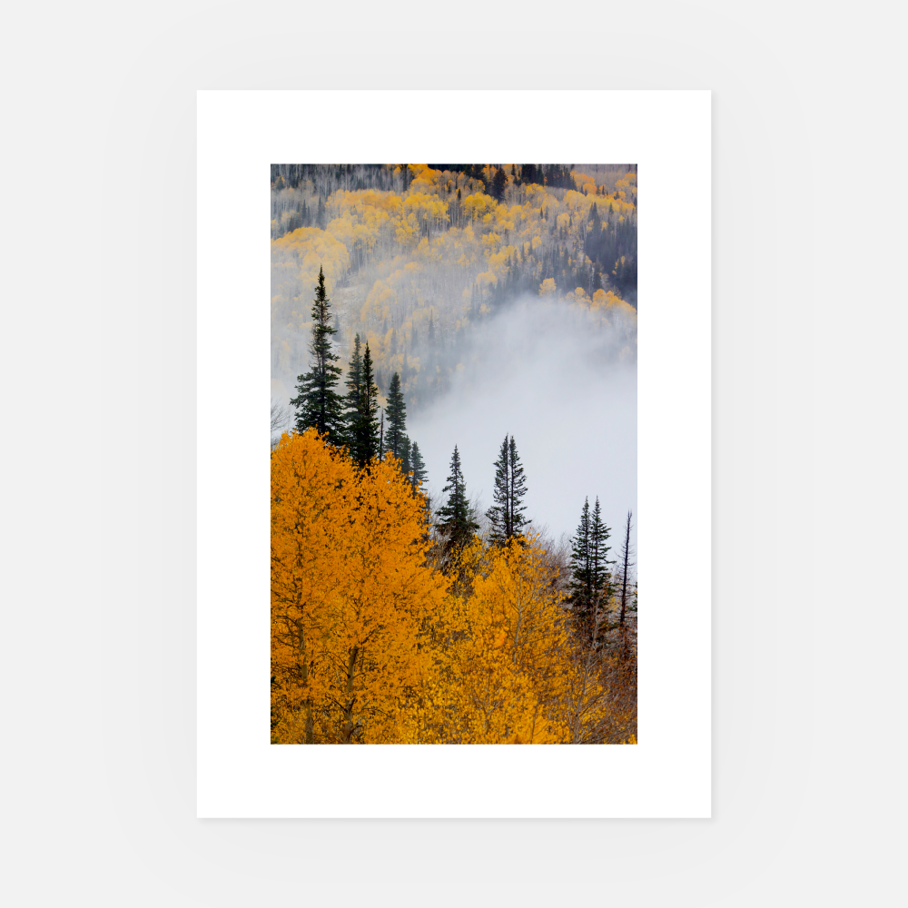 Wandbild Herbstwald 
