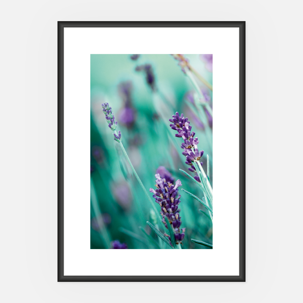 Wandbild Lavendel A3 