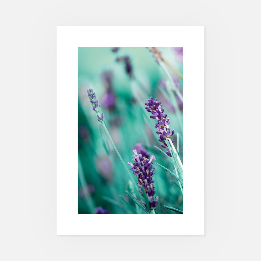 Wandbild Lavendel 