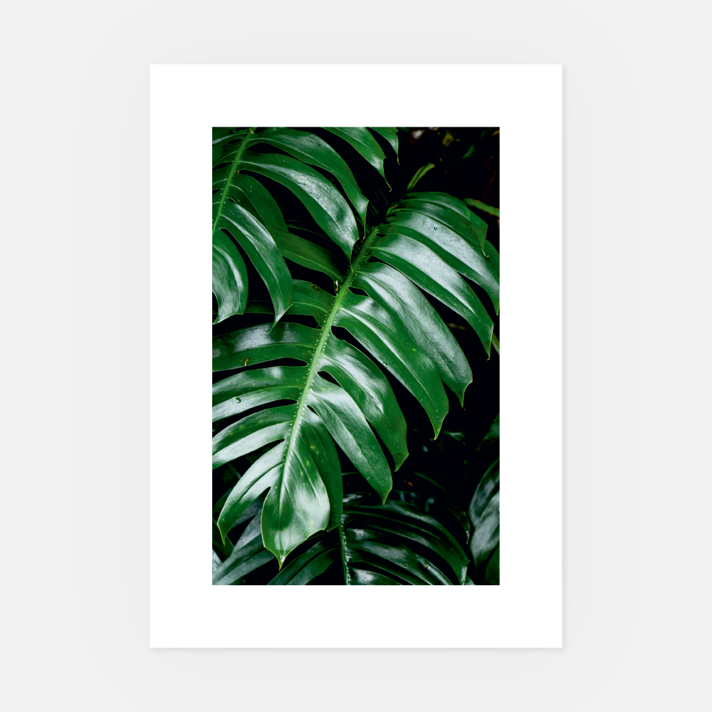 Wandbild Monstera A3