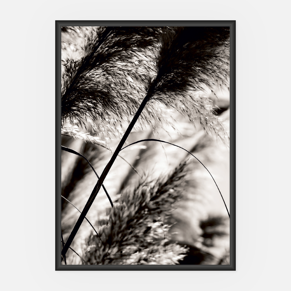 Wandbild Phragmites A3