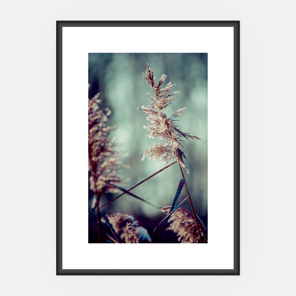 Wandbild Schilf A3