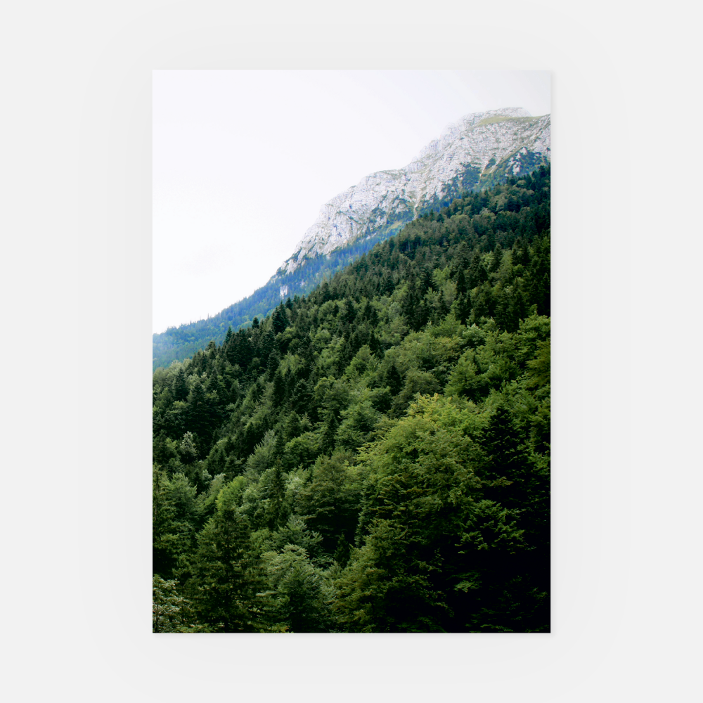 Wandbild Wald