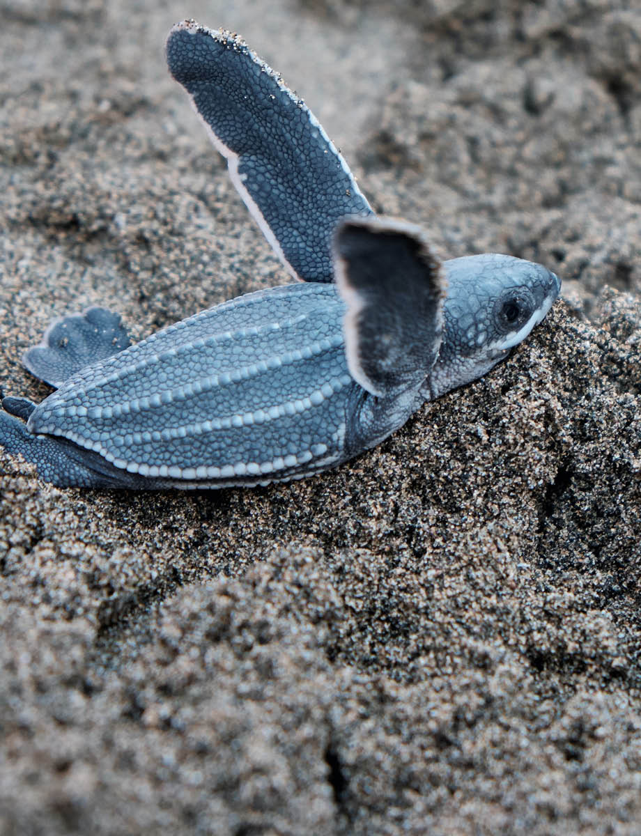 flitterwoche schildkroete