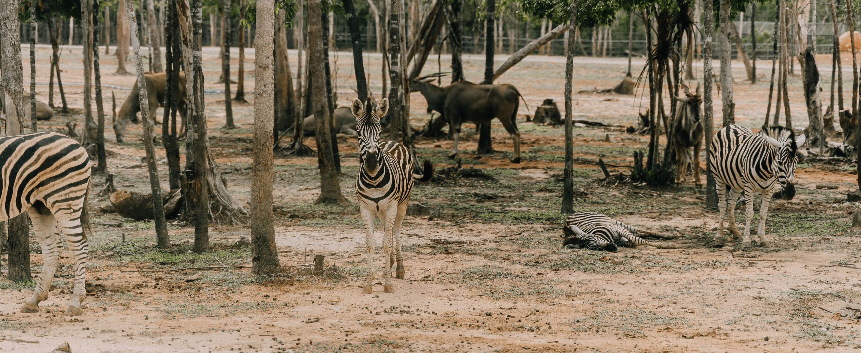 flitterwoche zebras